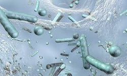 Qu’est-ce qu’un biofilm ?